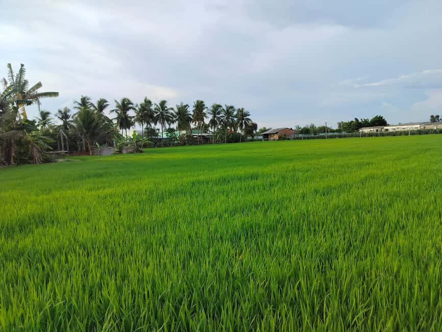 Mekong Day Trip Group 12pax Explore Bicycle & Cooking Class - Pickup in Ho Chi Minh City and the Ride Out to the Delta
