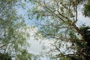 Premium Can Tho Small Canal Tour in Mekong Delta - From Ninh Kieu Wharf to the canal maze: your first hour
